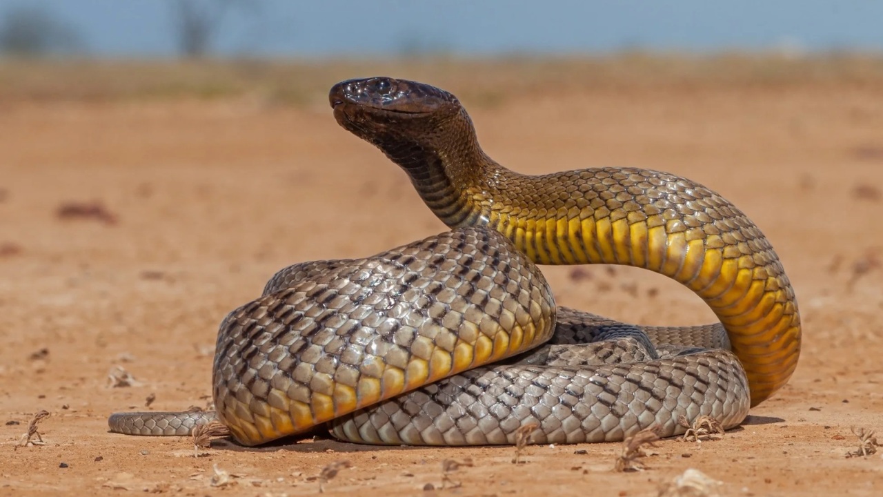 Un cocktail innovativo contro i serpenti più letali potrebbe essere una svolta nella medicina