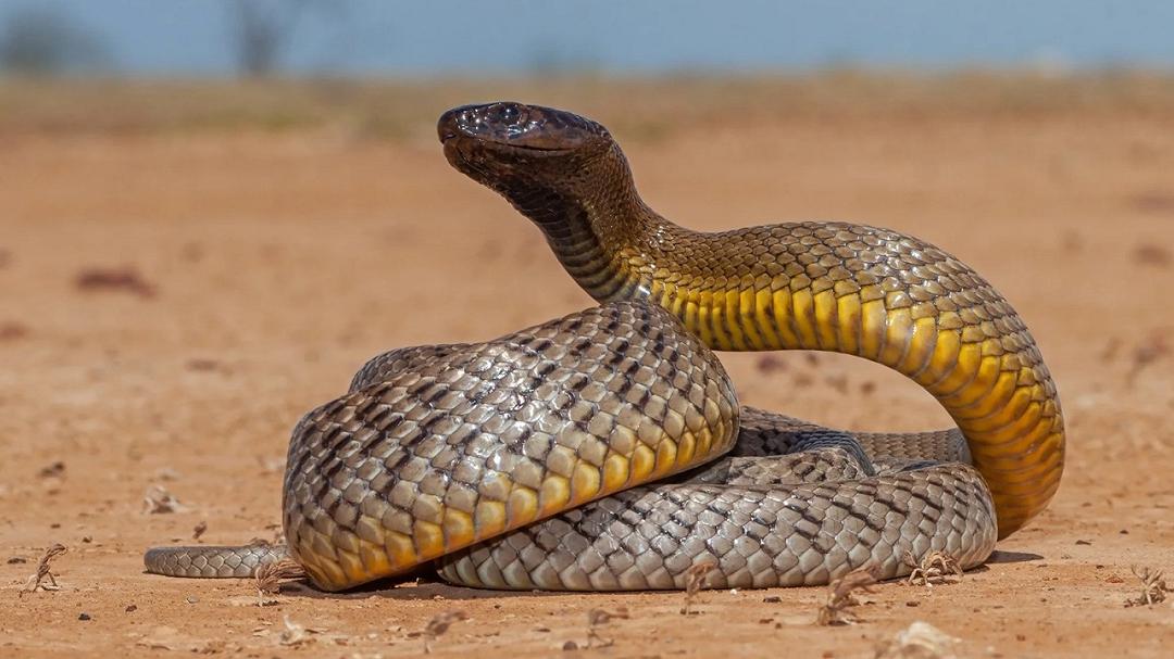 Un cocktail innovativo contro i serpenti più letali potrebbe essere una svolta nella medicina
