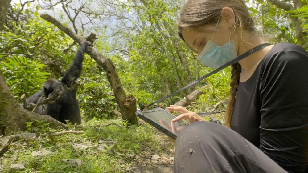 la ricercatrice Dott.ssa Elodie Freymann segue e osserva gli scimpanzé selvatici per registrare il loro comportamento naturale