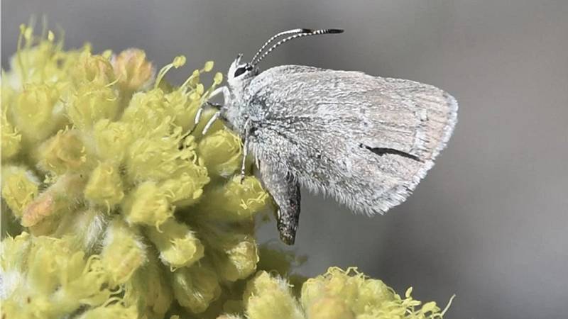 nuova specie di farfalla