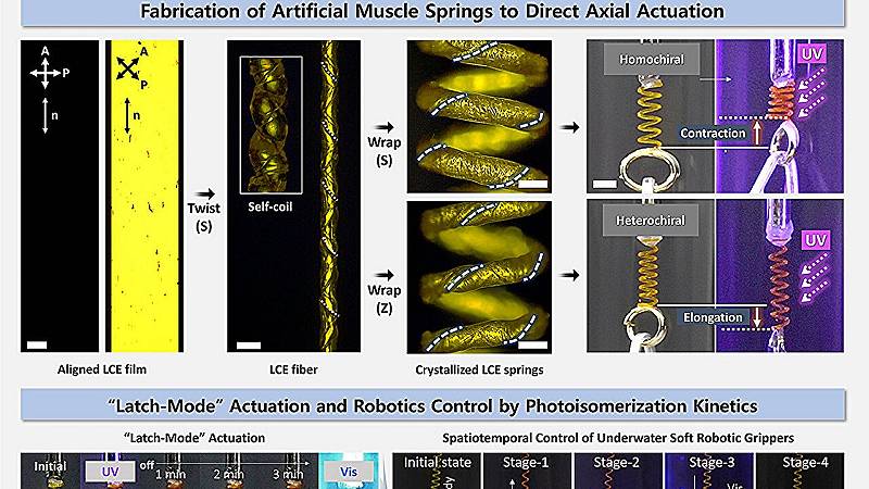 progettazione di strutture e attuazione “latch-mode” di muscoli artificiali per il controllo di sistemi robotici
