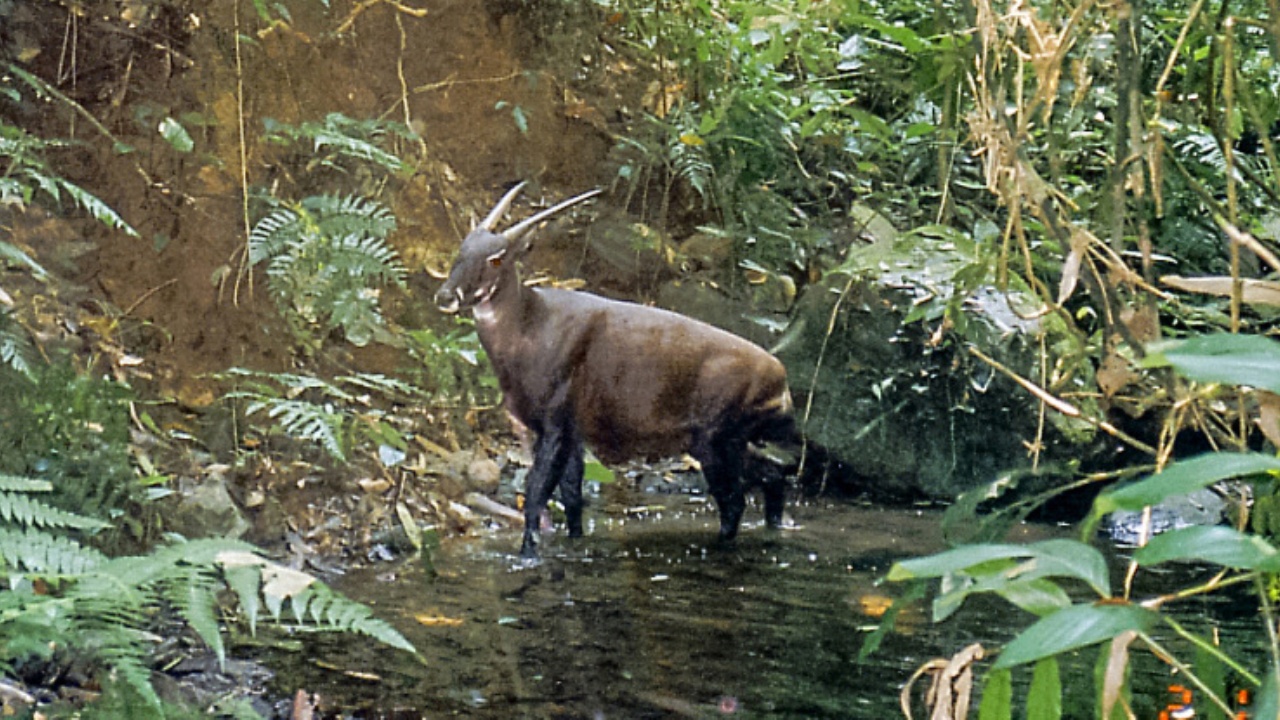 La genetica svela i segreti del raro unicorno asiatico: ecco cosa significa per il futuro del saola