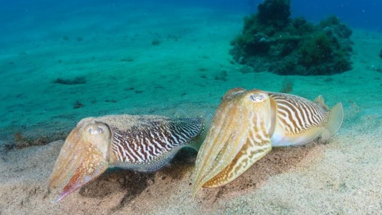 Movimenti misteriosi sott’acqua: ecco come comunicano le seppie