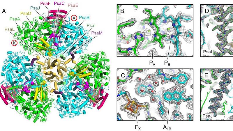 struttura di microscopia crioelettronica del Fotosistema I isolato dal batterio Anthocerotibacter panamensis