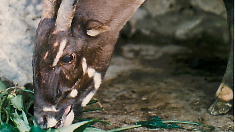 una saola femmina in cattività