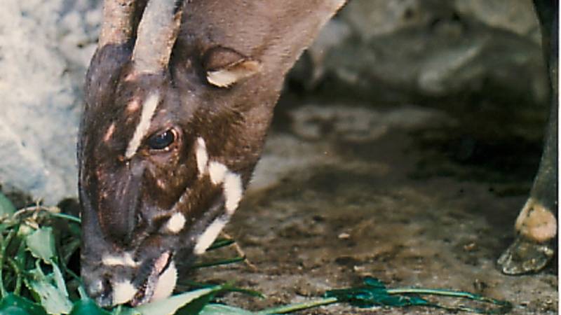 una saola femmina in cattività