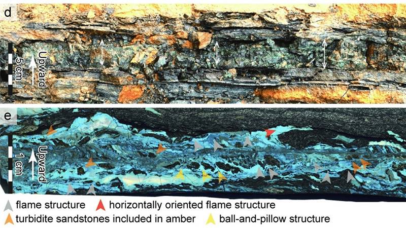 un'ambra planare (d) e un tomogramma a fluorescenza (e)