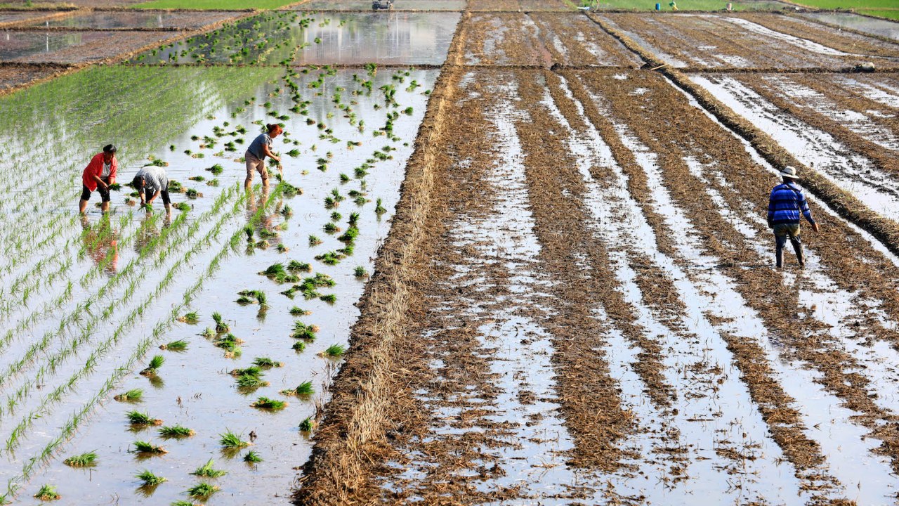 Agricoltura a rischio in Cina nonostante i numeri da record