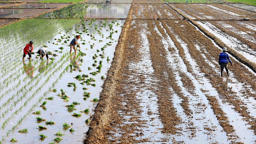 Agricoltura a rischio in Cina nonostante i numeri da record