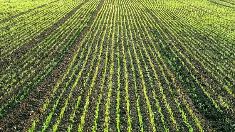 agricoltura in Cina