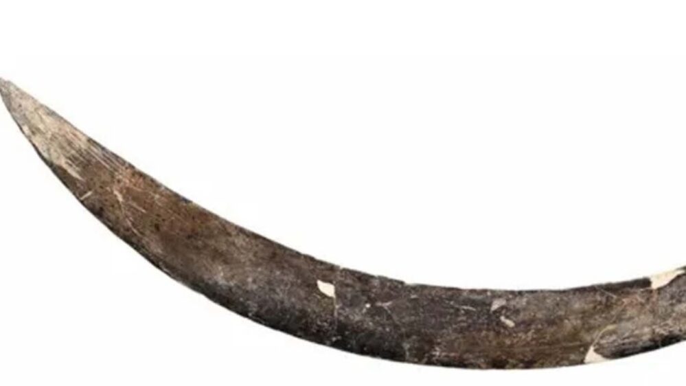 boomerang di 40.000 anni fa