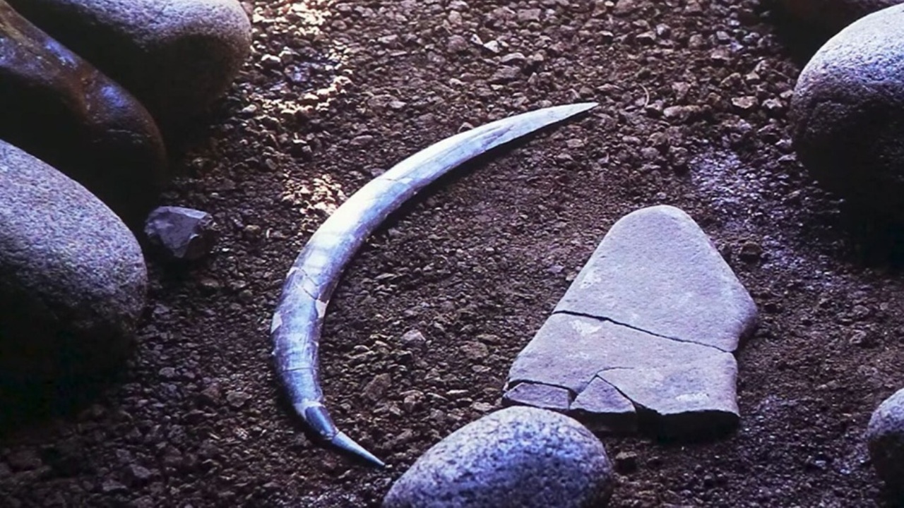 Boomerang di 40.000 anni fa porta alla luce nuove verità sull’Homo sapiens