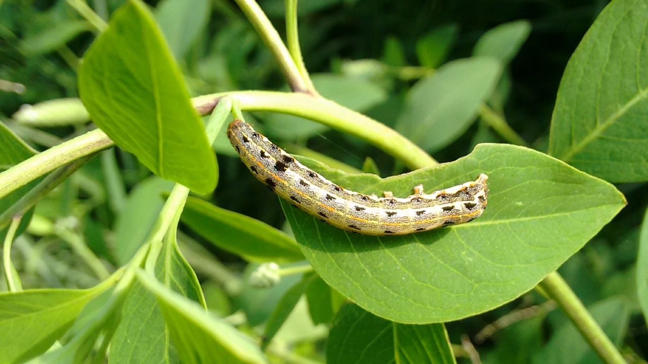 Nanocarburi molecolari: la sorprendente trasformazione nei bruchi
