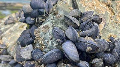 Le cozze sono in pericolo: al via nuovo metodo per monitorare l’inquinamento marino