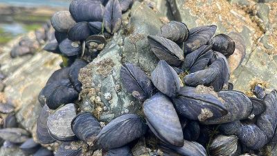 Le cozze sono in pericolo: al via nuovo metodo per monitorare l’inquinamento marino