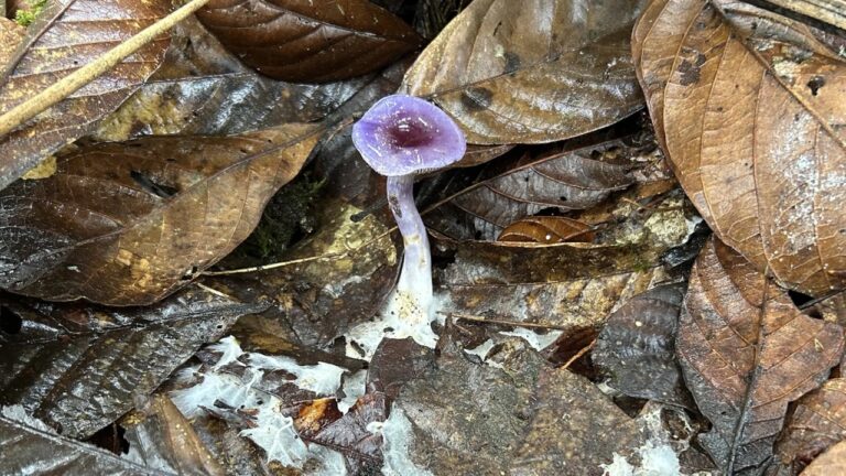 Alleati invisibili del clima: una moltitudine di funghi ancora senza nome
