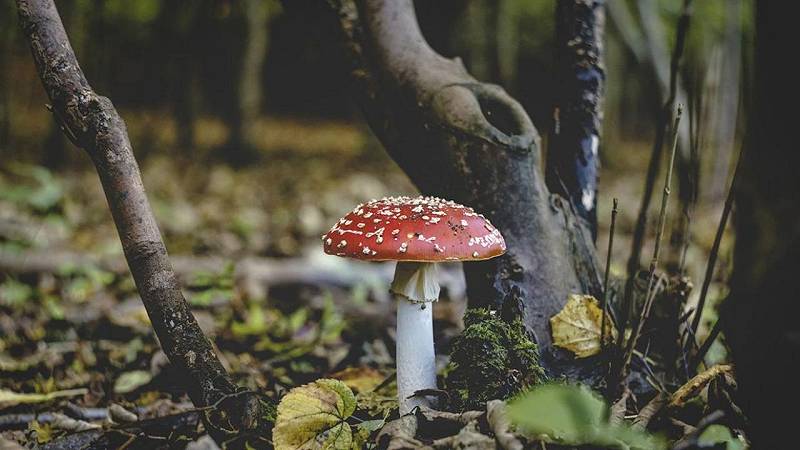 funghi