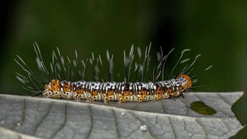 insetti come mini fabbriche di molecole
