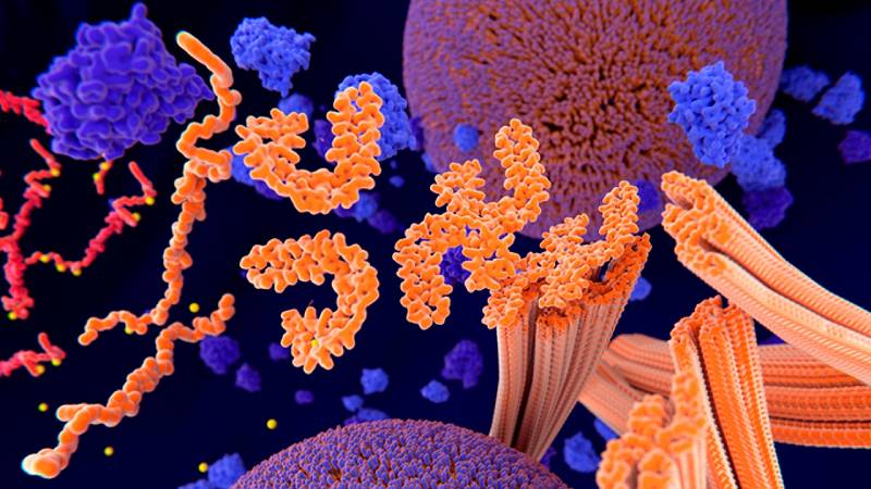 la fosforilazione anomala delle proteine ​​Tau influisce sulla formazione dei microtubuli