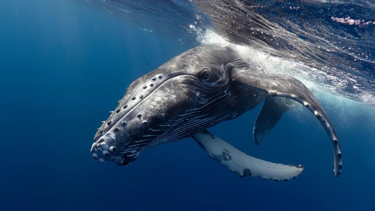 Dalle profondità dell’oceano allo spazio: ecco cosa possono insegnarci le megattere sugli alieni