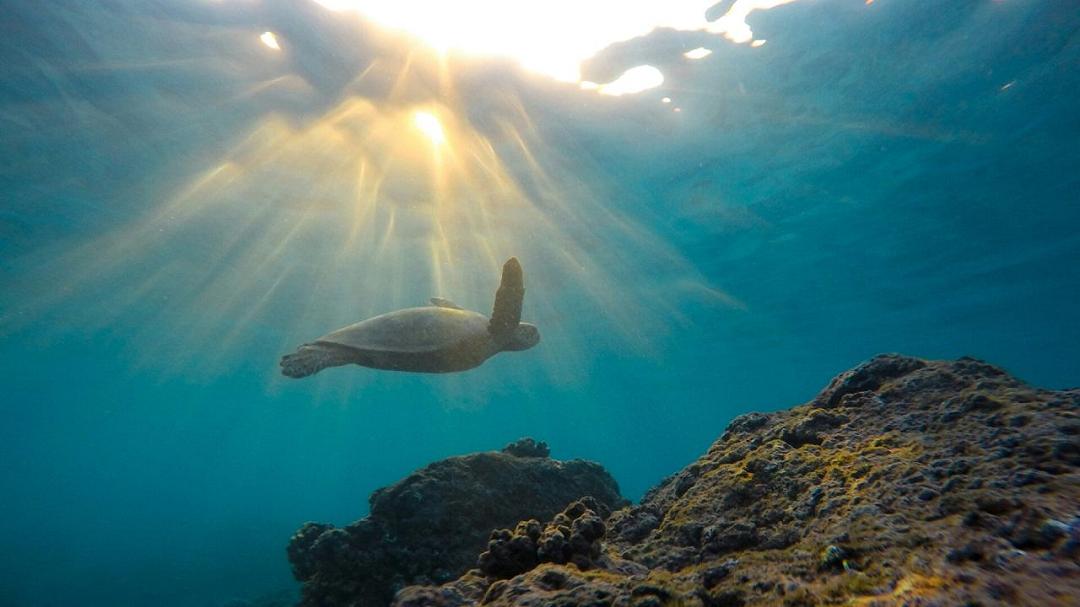 Il DNA ambientale potenzia la protezione delle riserve marine UNESCO