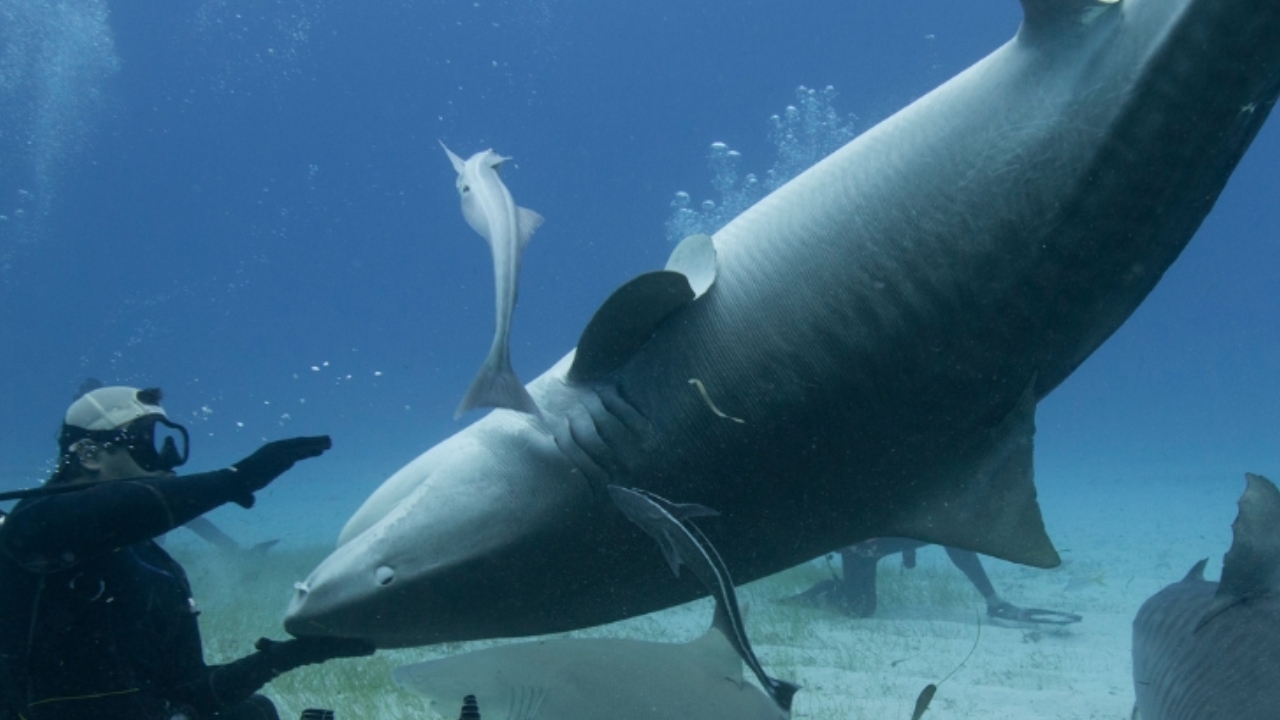 Cosa succede davvero quando capovolgi uno squalo sott’acqua? Il mistero che sfida la scienza