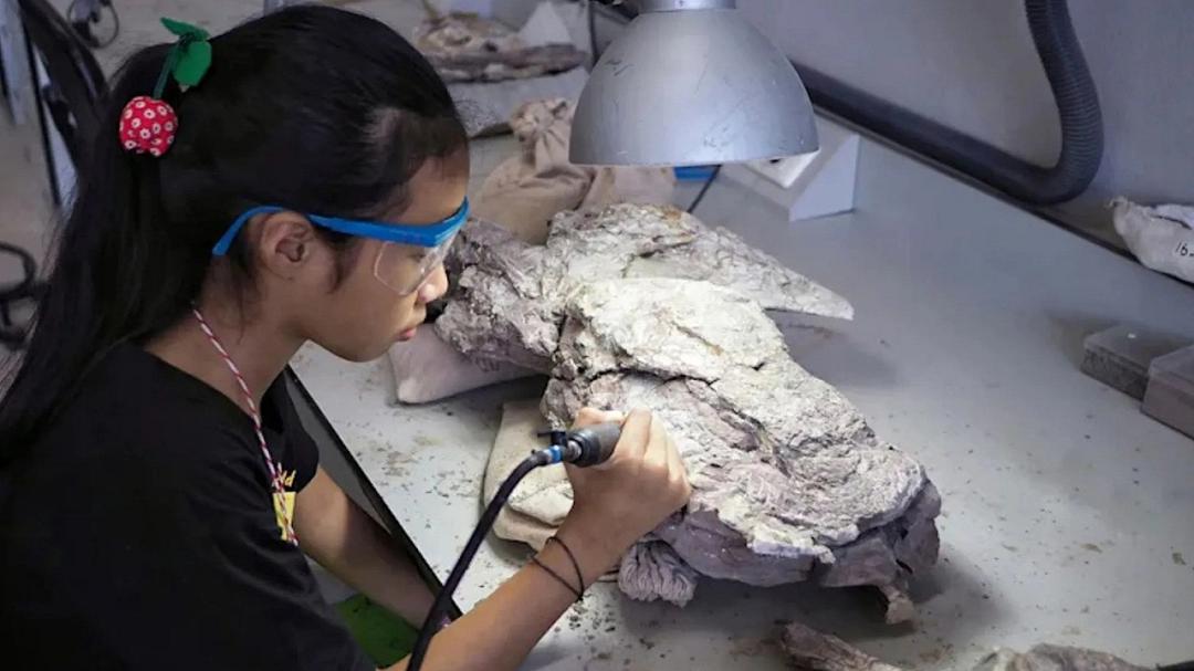 Un puzzle preistorico: l’antica megafauna australiana torna alla luce