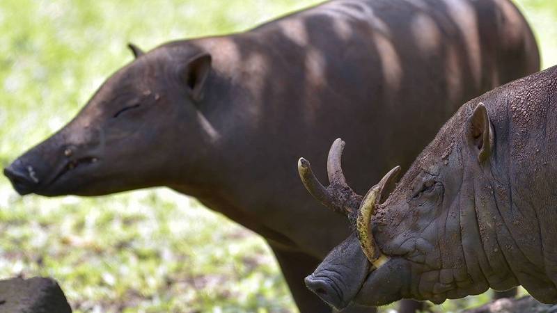 babirussa mammiferi