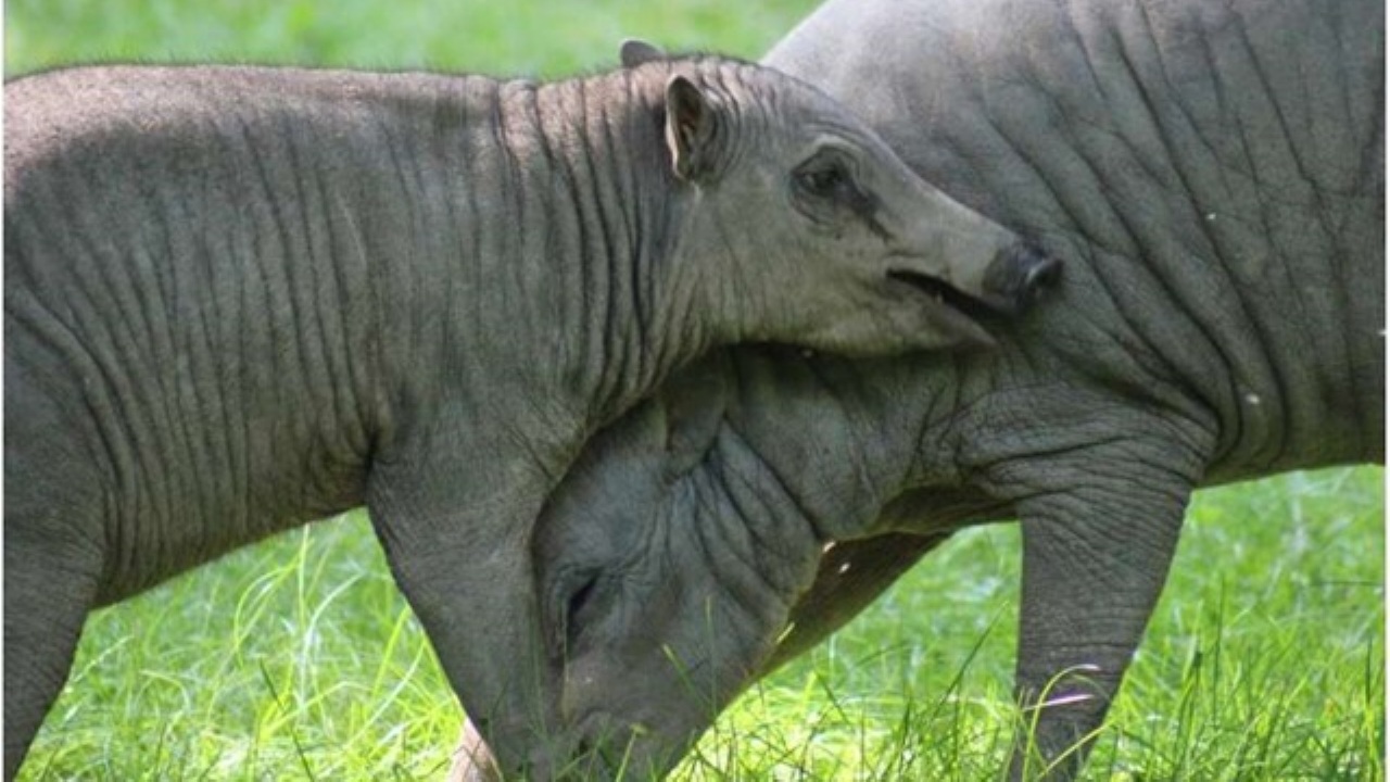 Speranza per la biodiversità: le isole minori proteggono i mammiferi a rischio di estinzione