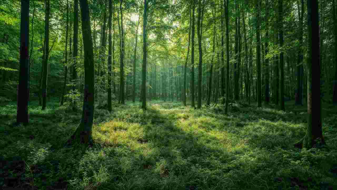 Come percepiamo davvero la biodiversità: il potere nascosto dei suoni naturali