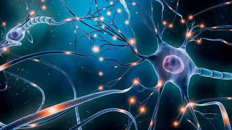 il cervello adulto non smette di evolversi