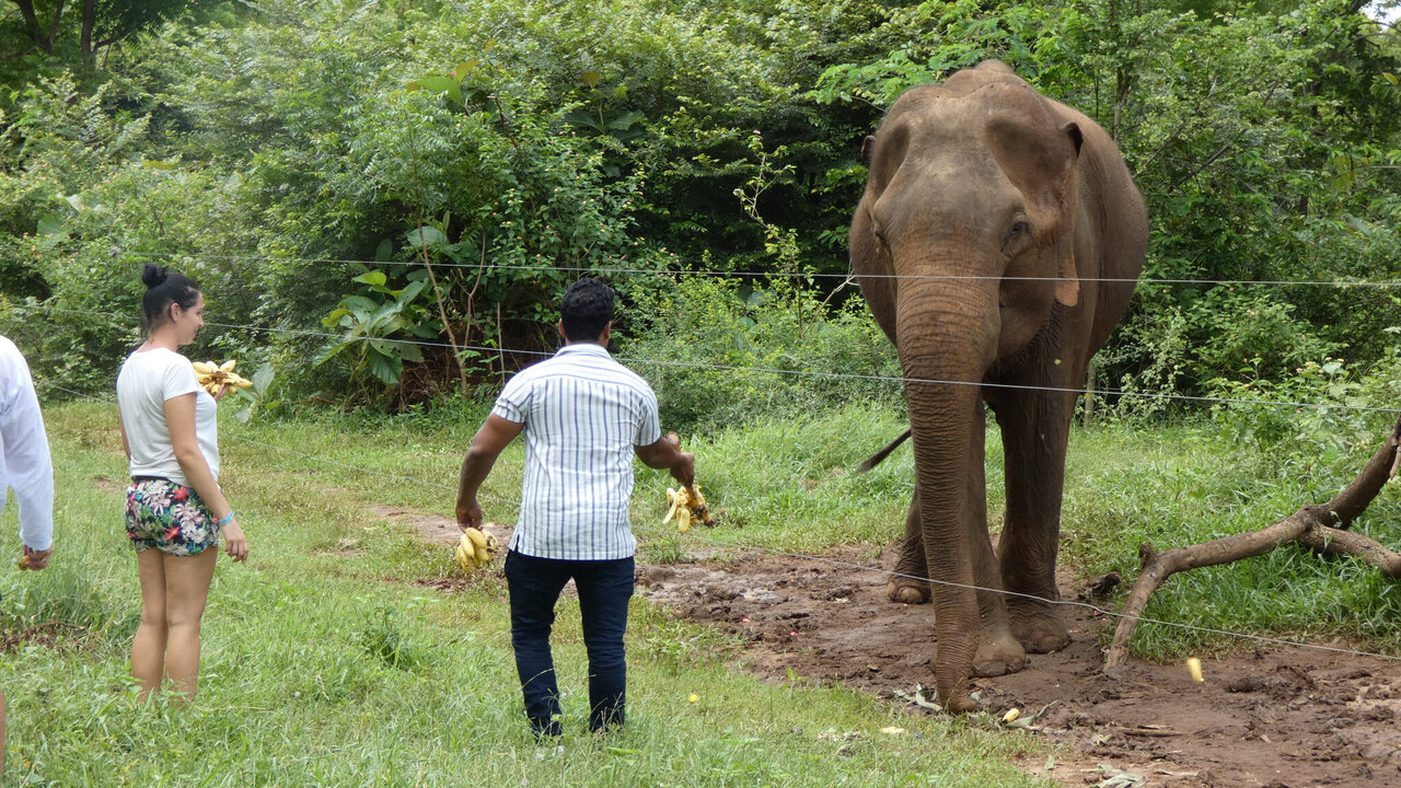 Fauna selvatica: arriva un avvertimento sull’alimentazione degli animali