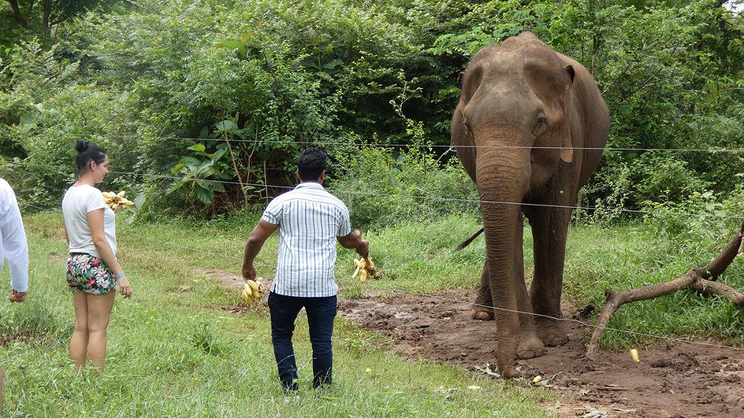Fauna selvatica: arriva un avvertimento sull’alimentazione degli animali