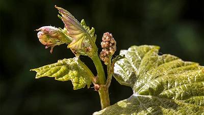 Le piante emettono suoni che gli animali possono percepire e influenzano il loro comportamento