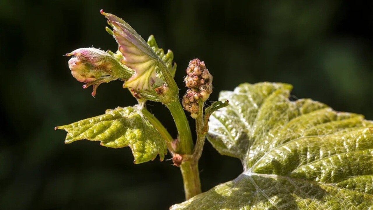 Le piante emettono suoni che gli animali possono percepire e influenzano il loro comportamento