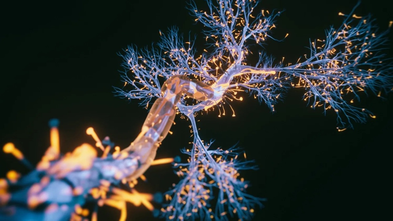 Il cervello adulto non smette di evolversi: ecco la nuova scoperta