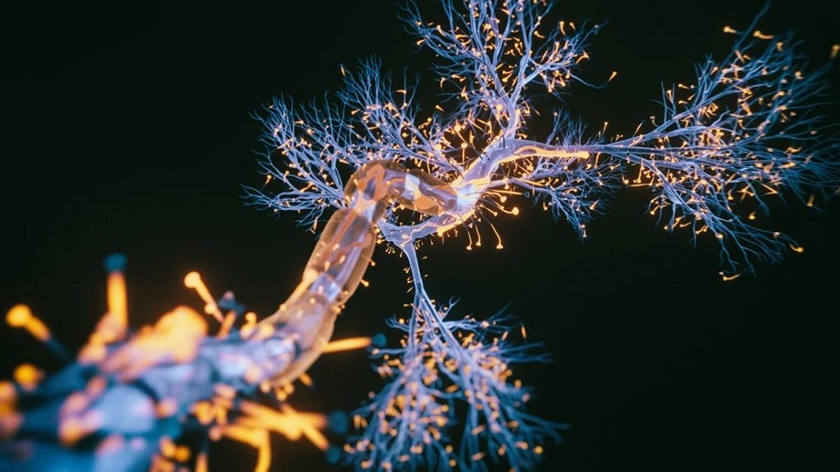 Il cervello adulto non smette di evolversi: ecco la nuova scoperta