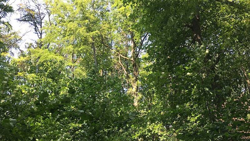 percepire la biodiversità