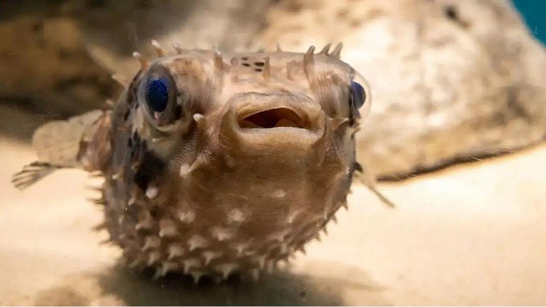 Incredibili cambiamenti di forma nel regno animale: ecco le metamorfosi