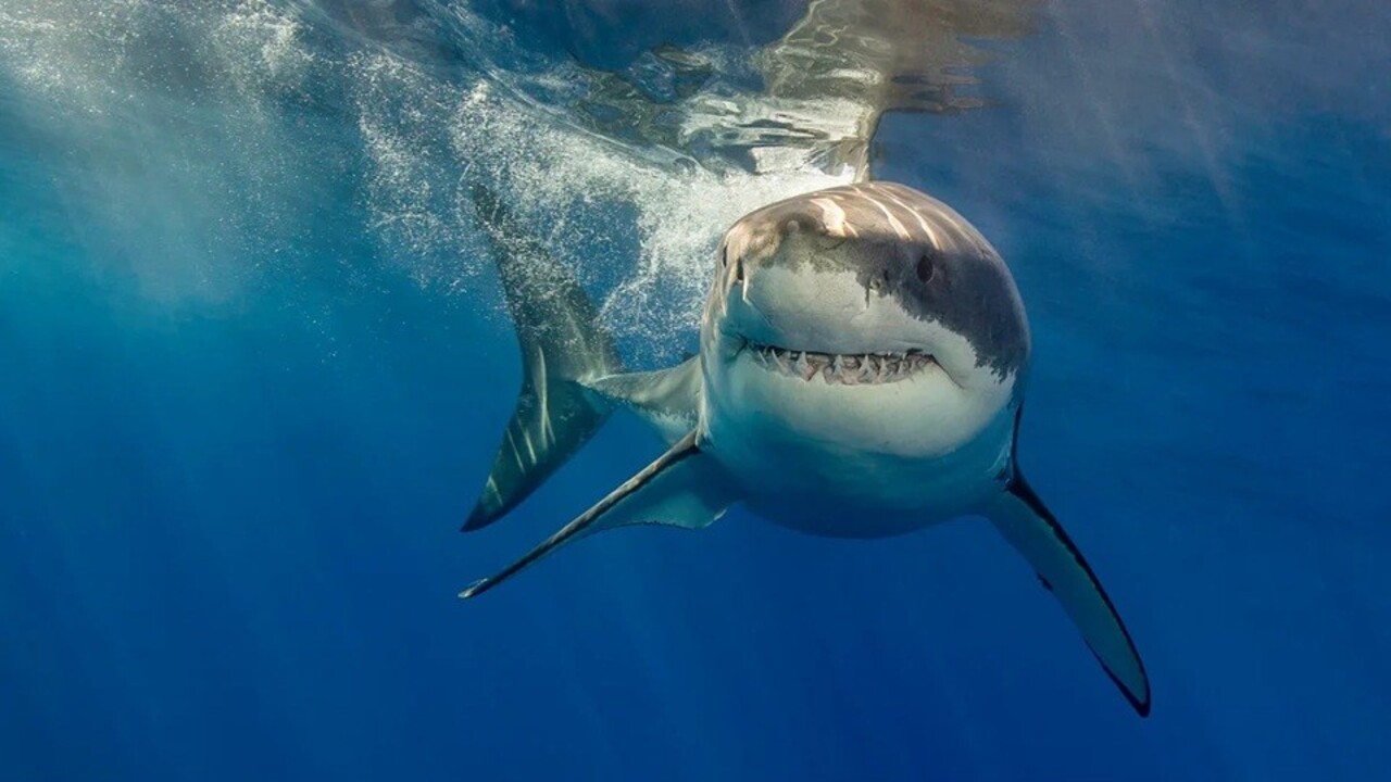 Gli squali diventano meteorologi: l’ultima frontiera della previsione degli uragani