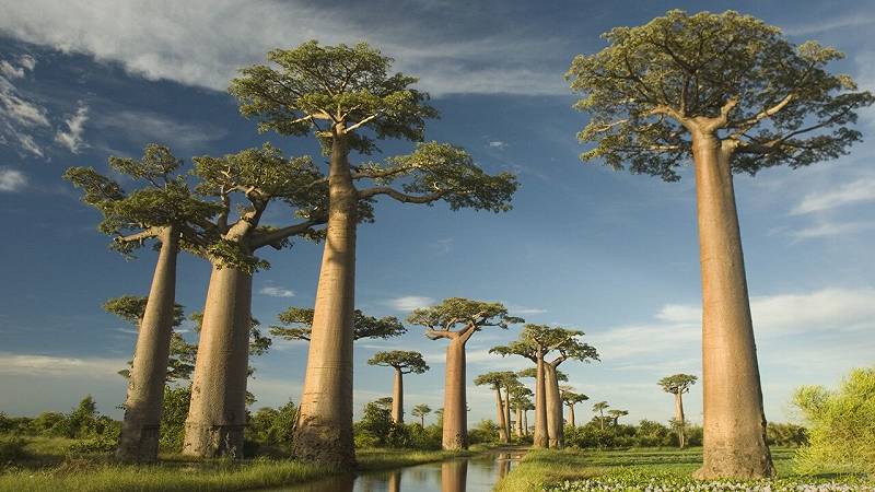 alberi tropicali