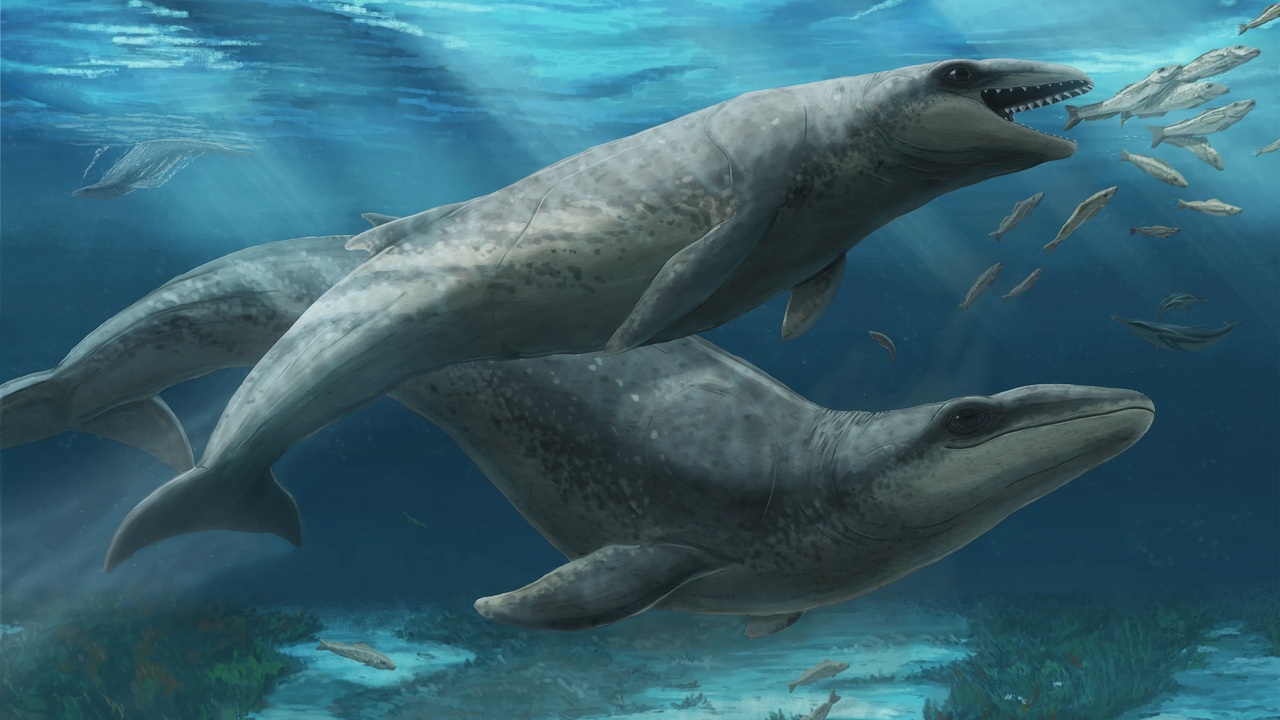 Un fossile svela una balena preistorica dalle dimensioni sorprendenti
