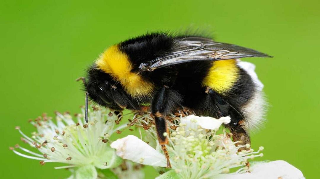 Una scoperta da laboratorio può cambiare il destino degli impollinatori
