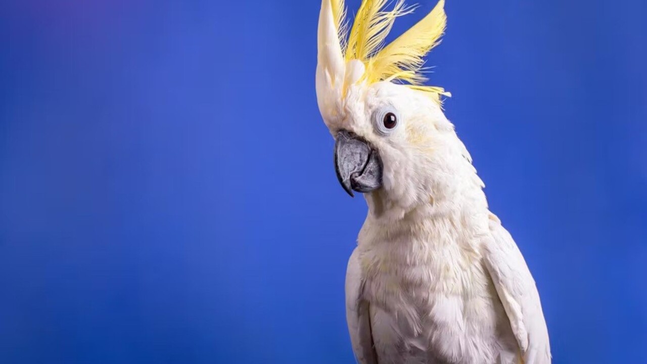 I pappagalli inventano coreografie: cosa rivelano i nuovi passi di danza dei cacatua