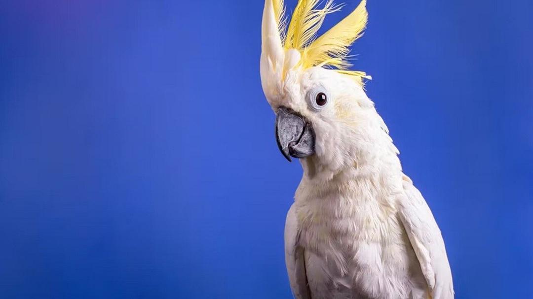 I pappagalli inventano coreografie: cosa rivelano i nuovi passi di danza dei cacatua