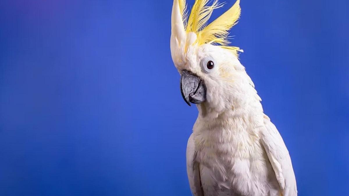 I pappagalli inventano coreografie: cosa rivelano i nuovi passi di danza dei cacatua