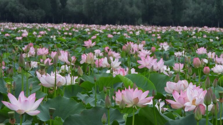 Rinascita nel Kashmir: i fiori di loto tornano dopo 33 anni