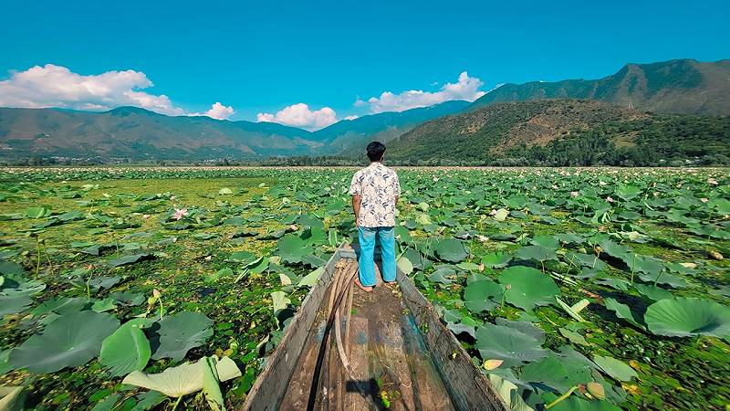fiori di loto sul lago Wular