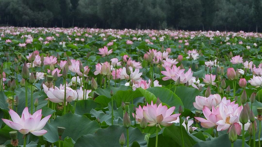 Rinascita nel Kashmir: i fiori di loto tornano dopo 33 anni