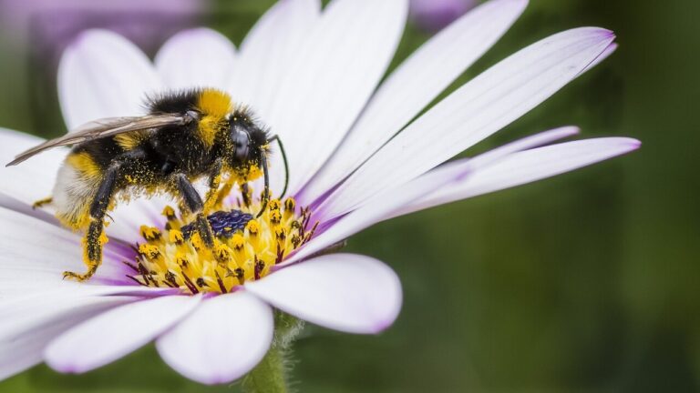 Un calendario invisibile regola l’incontro tra fiori e impollinatori e plasma la biodiversità